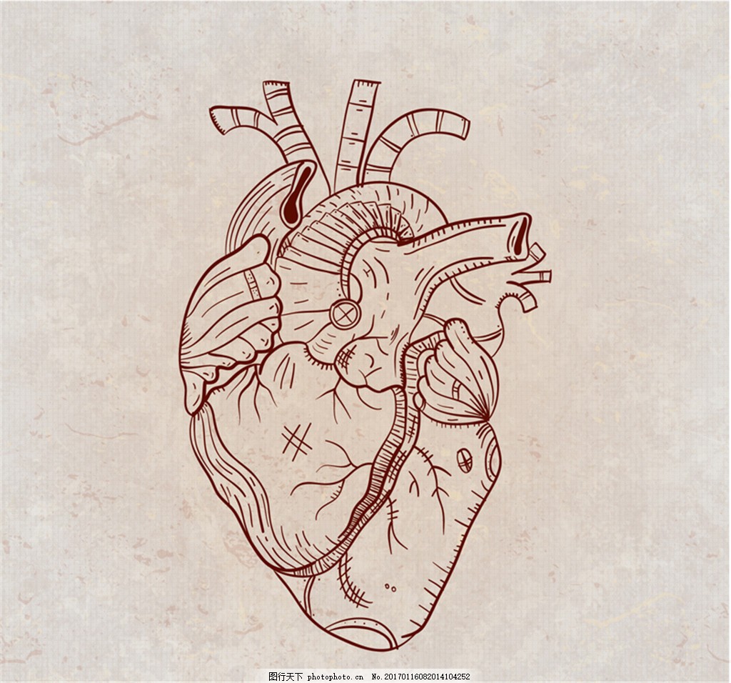 手绘心脏器官插图矢量素材 人体 矢量图 文化艺术 绘画书法