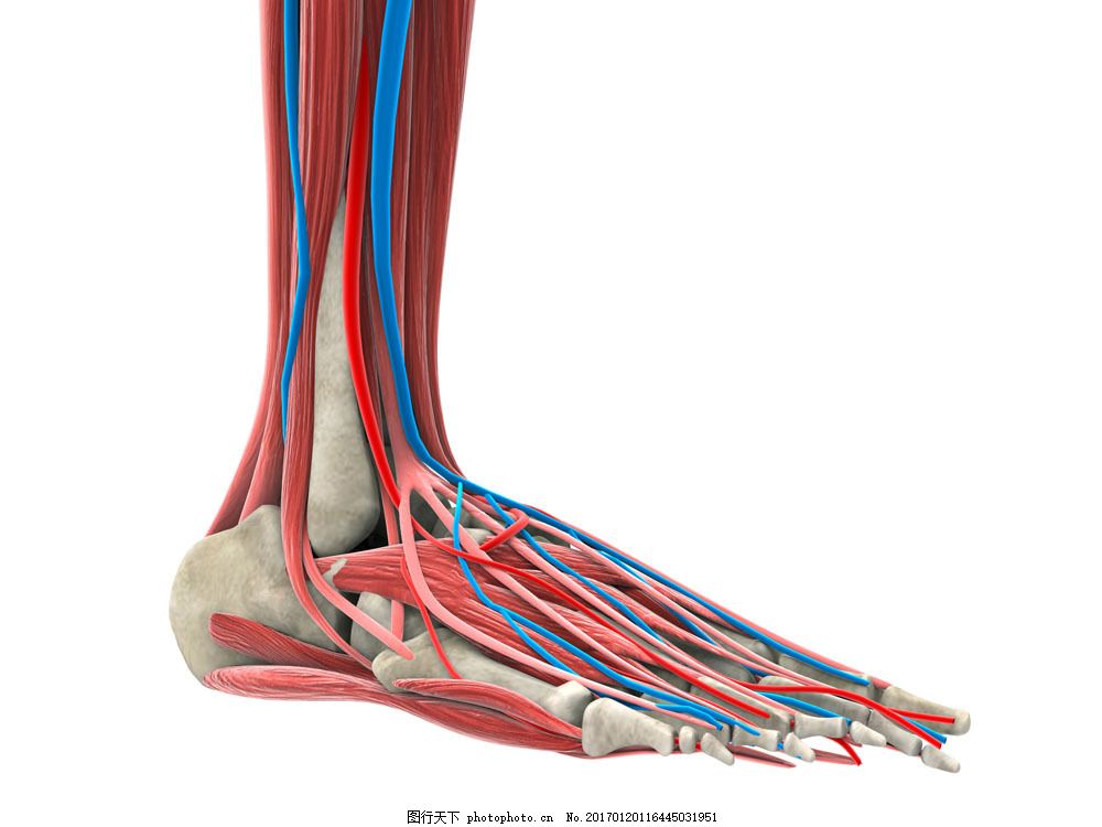 人体脚部骨骼肌肉图片