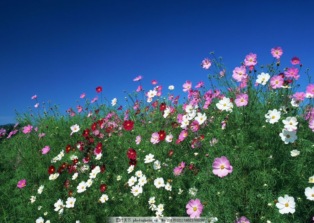 绿草与野花 绿草与野花图片素材 花卉 自然风景 花草 生物世界