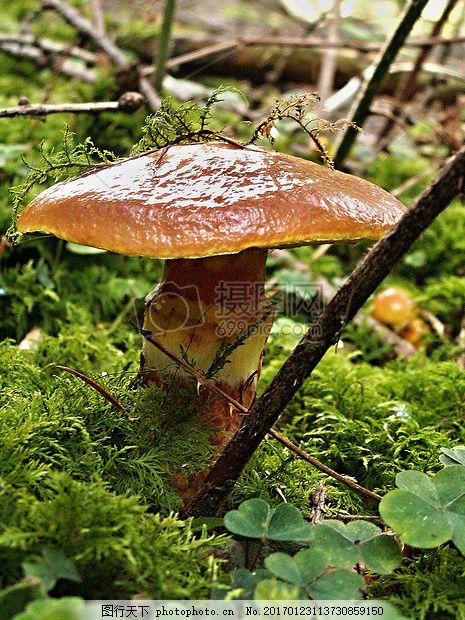 滑石粉短小精悍, 菌, 特写, 草, 干, 日落, 苔, 兔白