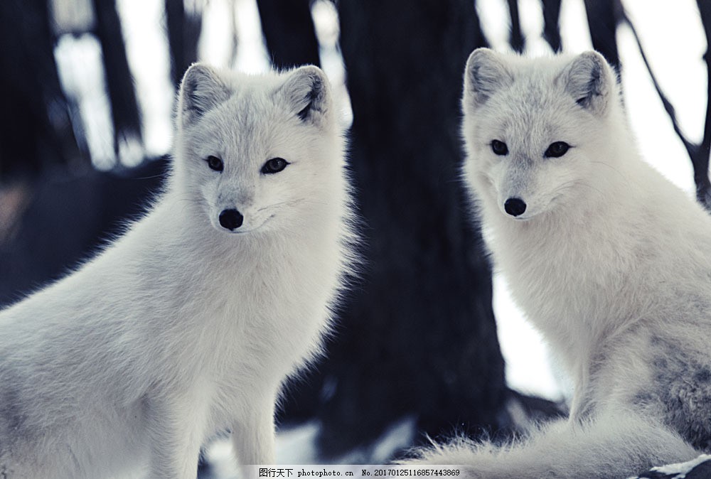 小白狐摄影图片