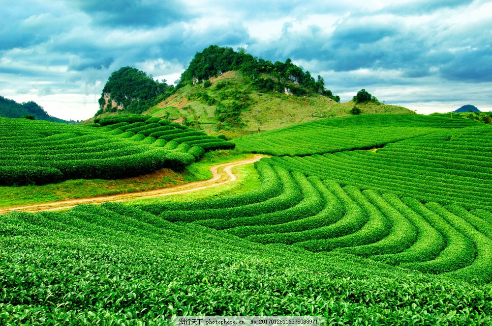 绿油油 田野 茶园 茶叶 饮料 山水风景 风景图片 图片素材