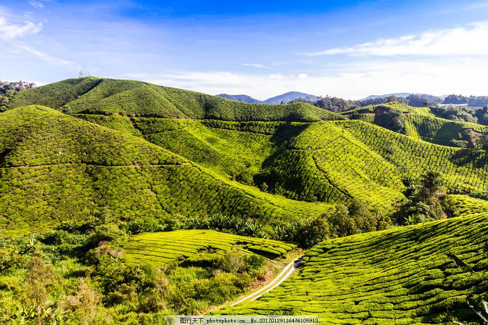 美丽茶田风景 美丽茶田风景图片素材 茶园 茶山 茶叶 绿茶 自然风景