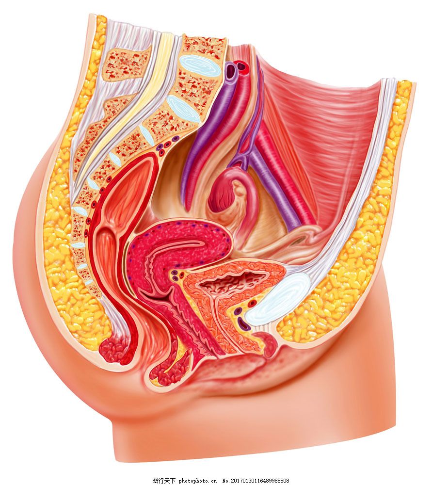 女性生殖器解剖图片