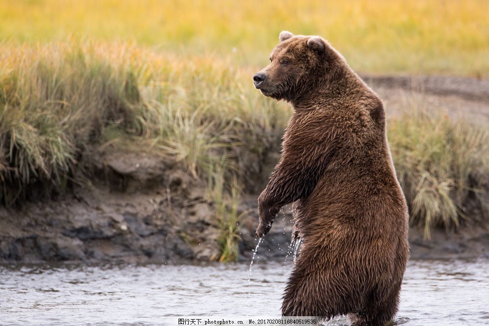 做梦梦见大黑熊追着我们跑,梦境背后的深层含义与解析 做梦梦见大黑熊追着我们跑,梦境背后的深层含义与解析