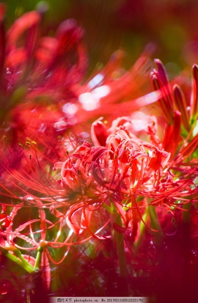 唯美 自然 鲜花 花朵 花卉 彼岸花 花草 火红色 红花 曼珠沙华 植物