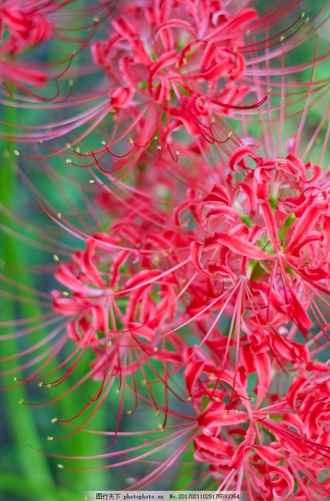 唯美 自然 鲜花 花朵 花卉 彼岸花 花草 火红色 红花 曼珠沙华 植物