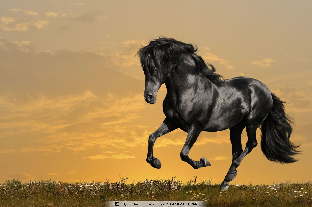 草原上奔跑的一匹马图片