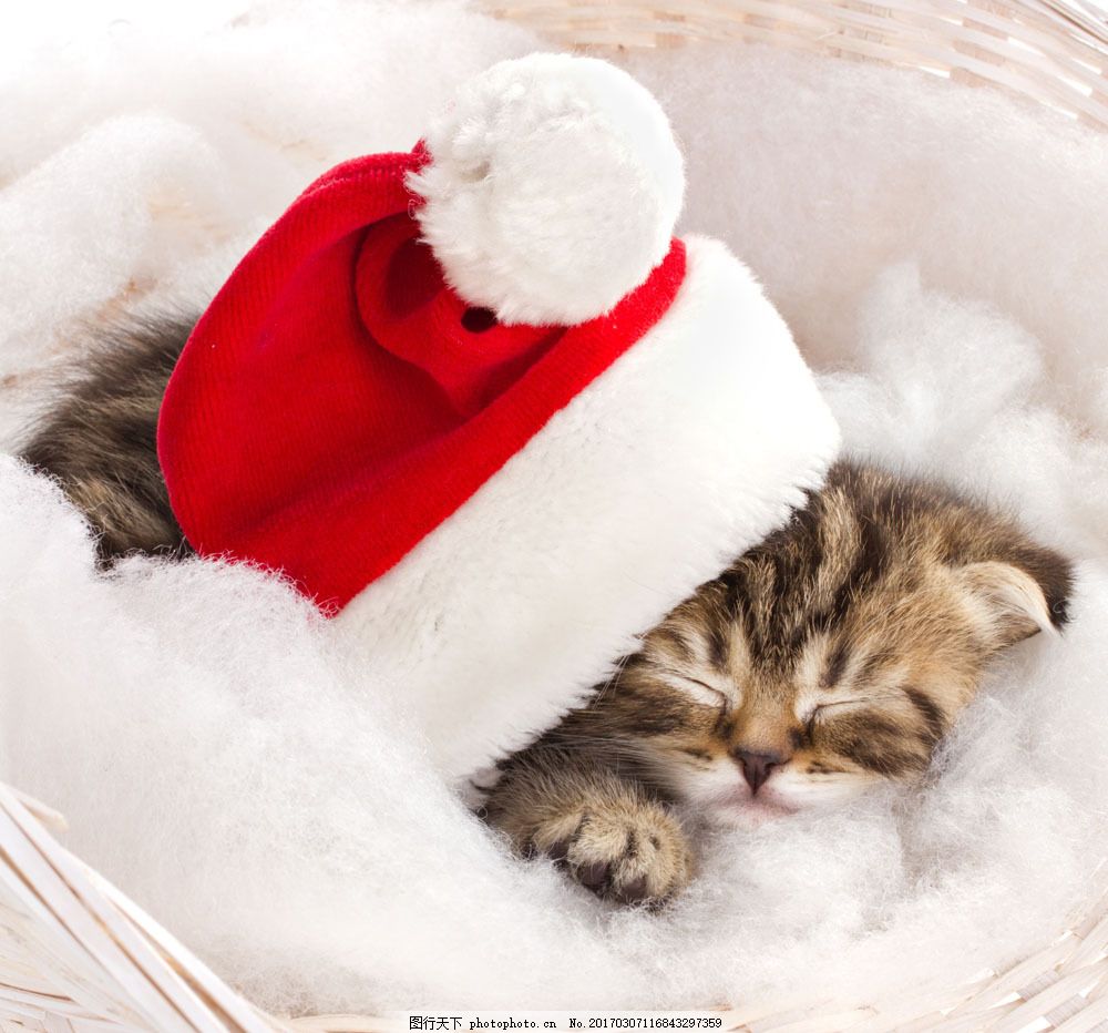 戴圣诞帽睡觉的猫图片,戴圣诞帽睡觉的猫图片