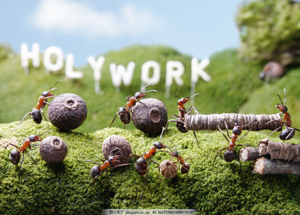 搬运食物的蚂蚁图片