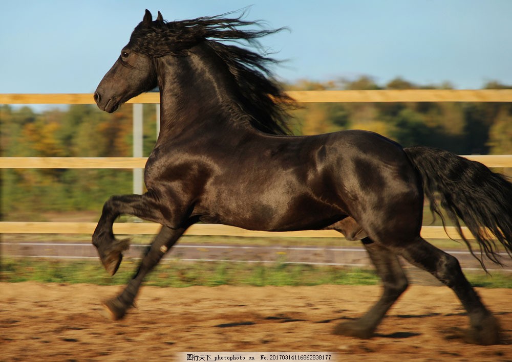 跑马场一匹奔跑的骏马图片