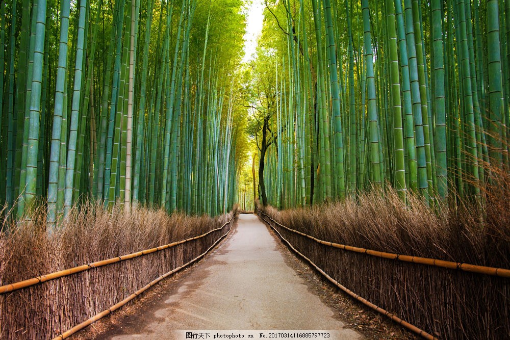 春天美丽道路风景图片