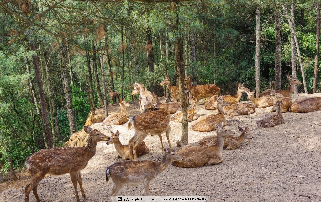 梦境交织,梦见老虎与豹子咬我——解密潜藏的内心警示与自我挑战 梦境交织,梦见老虎与豹子咬我——解密潜藏的内心警示与自我挑战