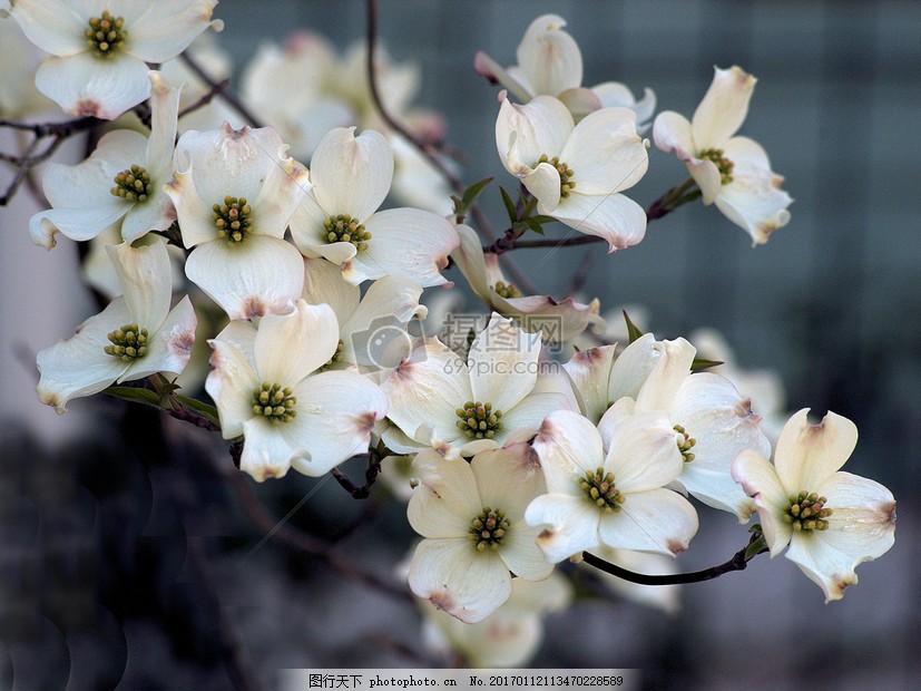 盛开的茱萸花图片 自然风景 商用素材 图行天下素材网