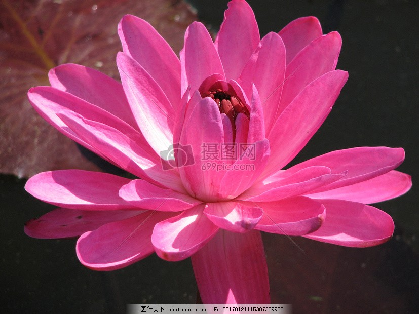 水 花 粉红色 植物 开花 水 百合 百合 莲子 粉红色 花图片 其他 商用素材 图行天下素材网