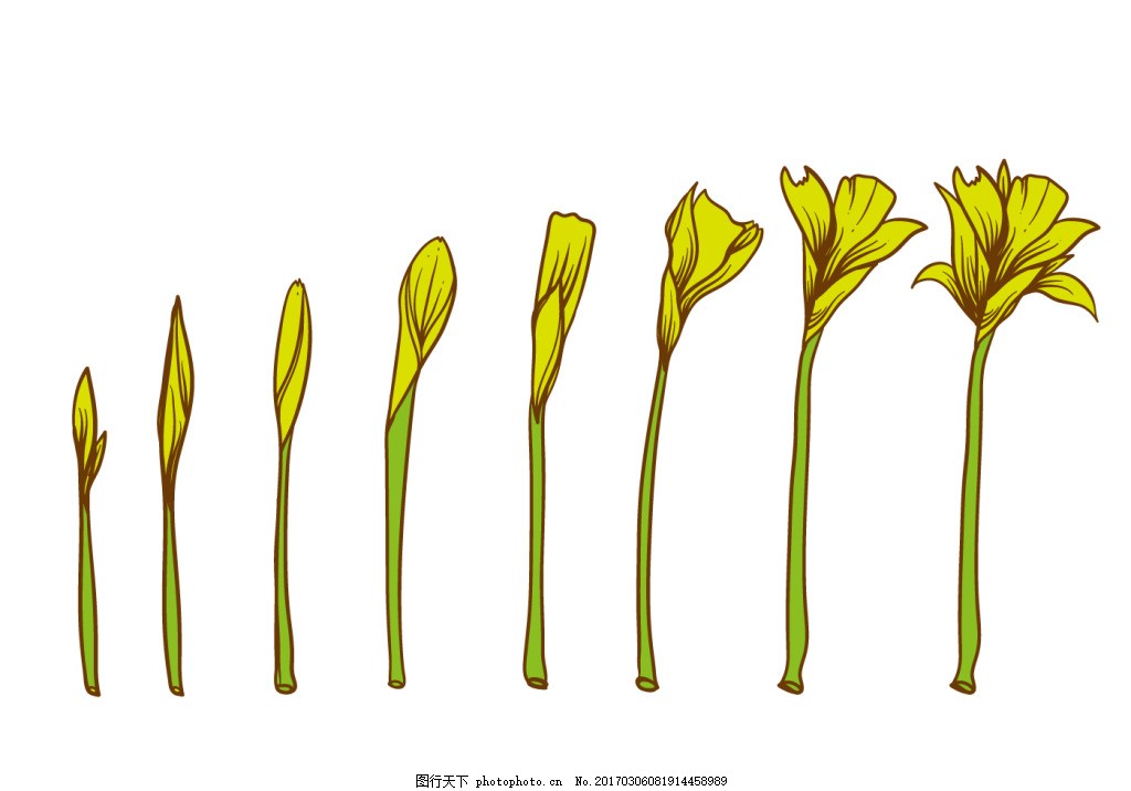 手绘花卉成长过程图片 卡通植物 动漫卡通 图行天下素材网