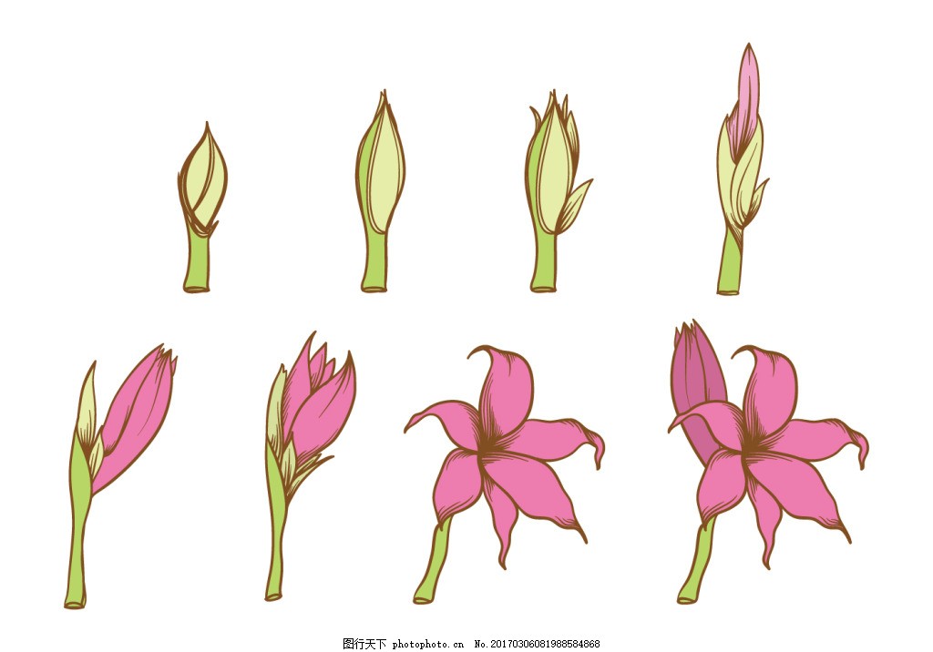 手绘花朵成长过程图片 卡通植物 动漫卡通 图行天下素材网
