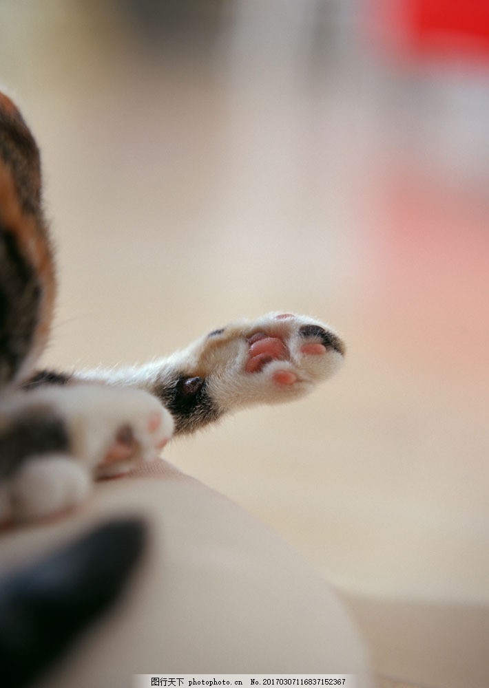 猫猫的可爱小爪图片 动植物 高清素材 图行天下素材网