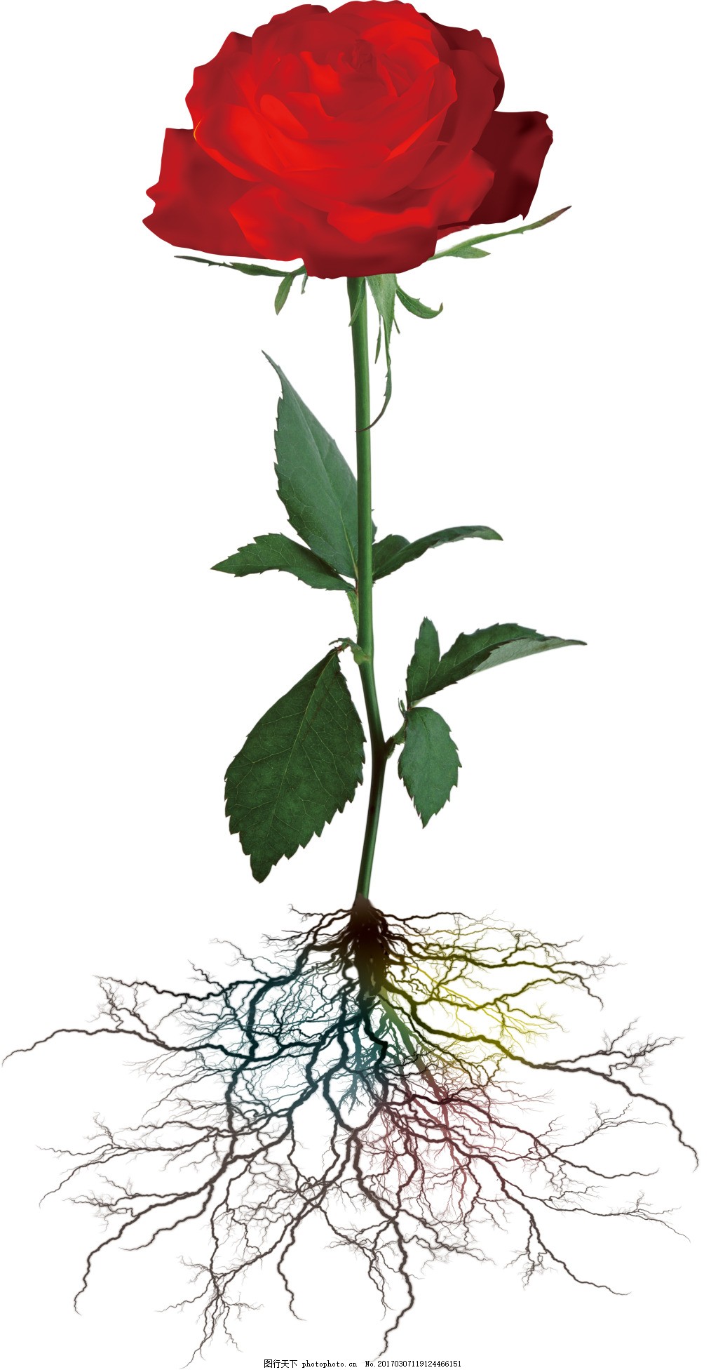 水稻根系图-Nature Biotechnoligy 封面|纯艺术|绘画|寻山追水 - 原创作品 - 站酷 (ZCOOL)